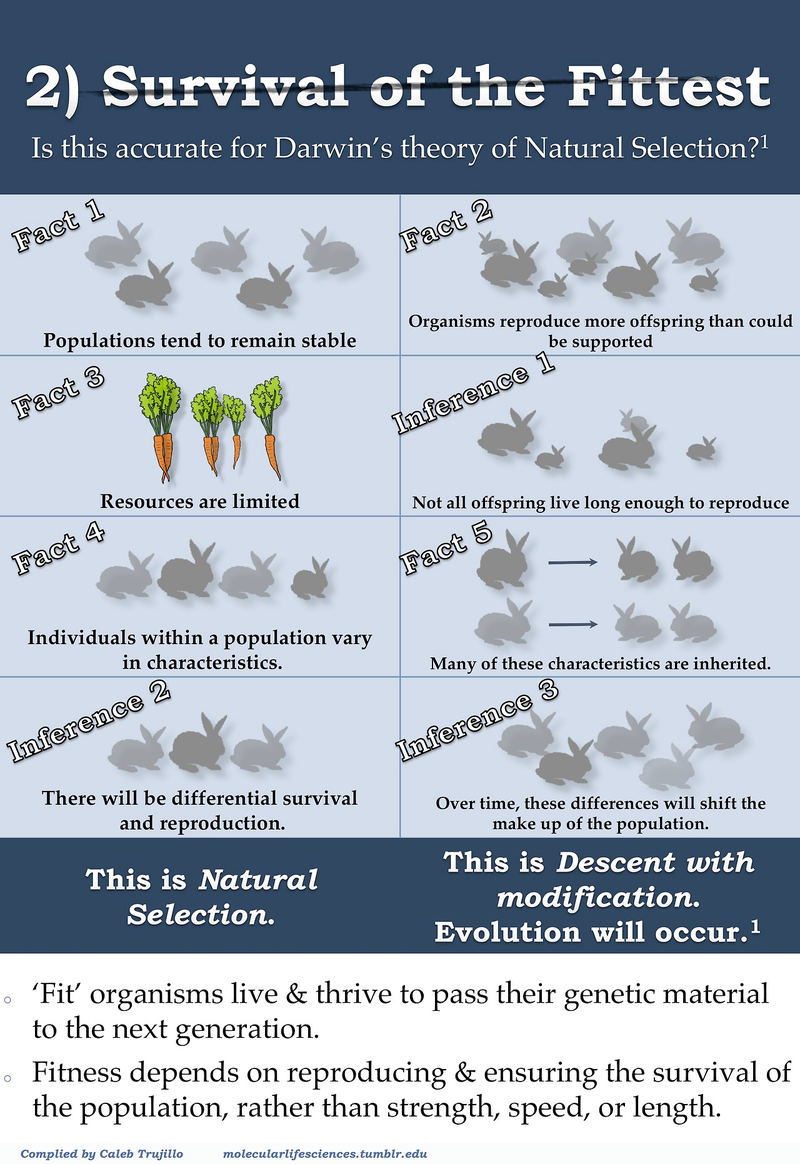 Illustration for article titled Top five misconceptions about evolution according to science
